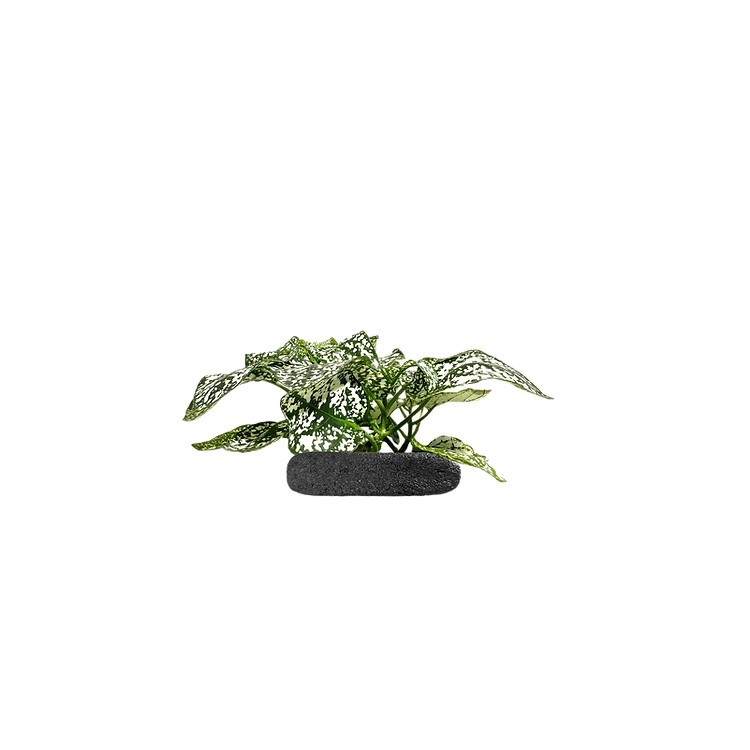 Planta terariu WIO "Polka Dot Plant White" - imagine 3
